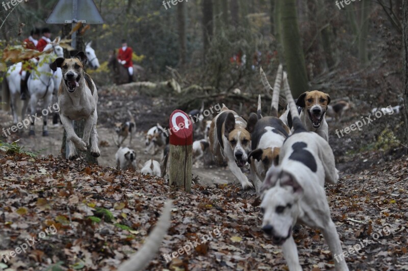 Dog Hunting Dogs Forest Drag