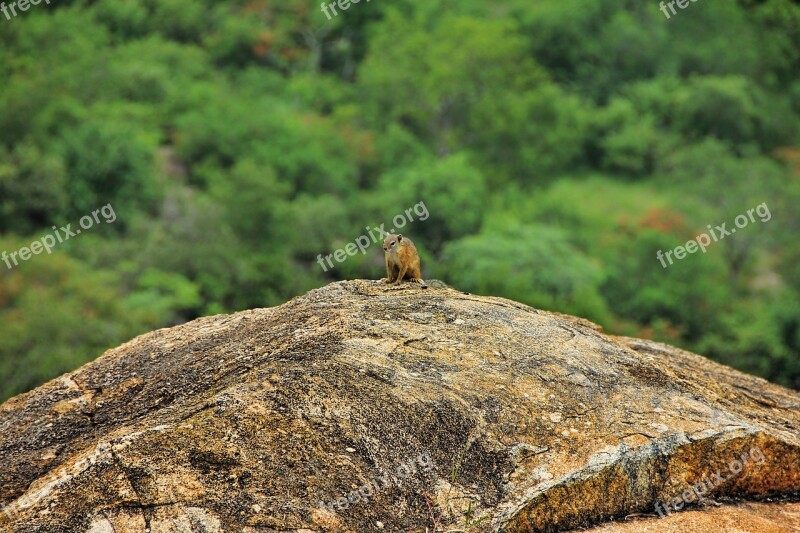 Squirrel Rock Nature Cute Nager