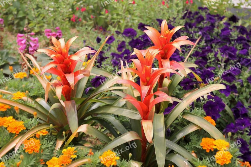 Scarlet Star Flower Plant Garden Guzmania Lingulata