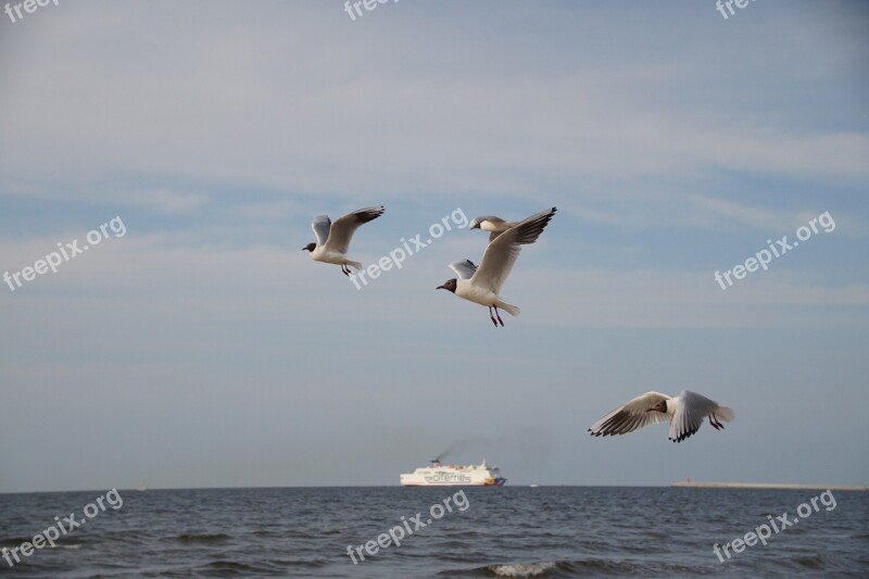 Gulls The Seagulls Sea Flies Sea Bird