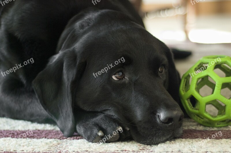 Dog Labrador Retriever Black Lab Labrador Retriever