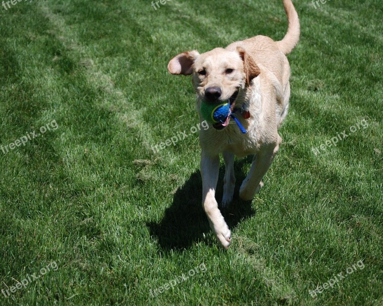 Dog Yellow Labrador Retriever Labrador Retriever