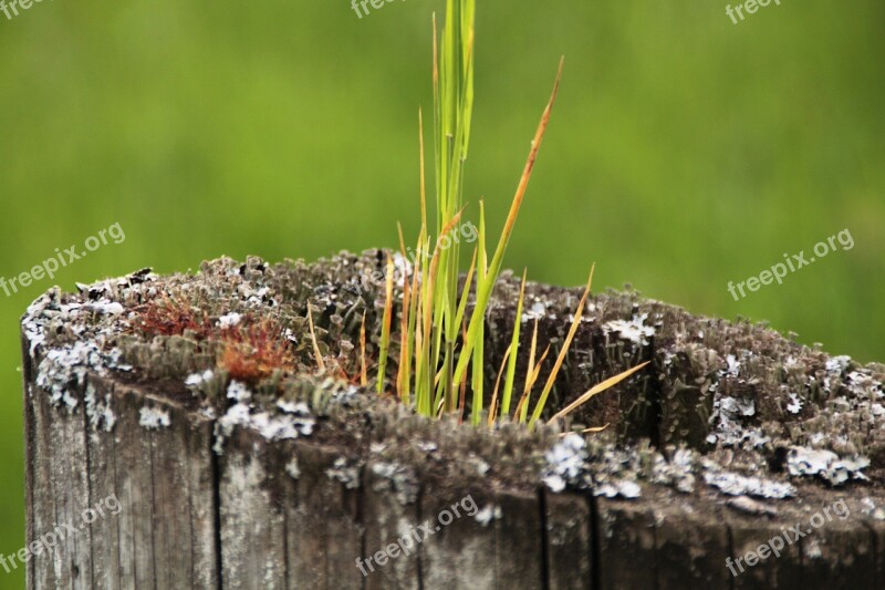 Grass Tree Butt Meadow Plant