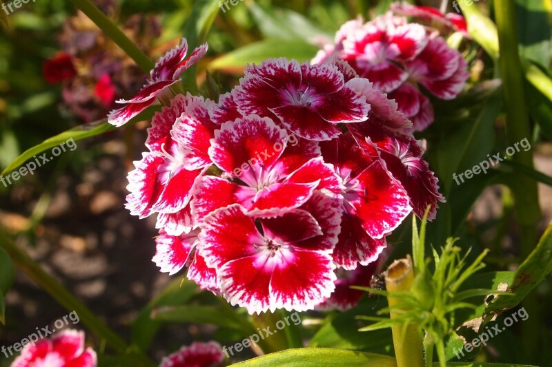 Sweet William Plant Flowers Summer Grow