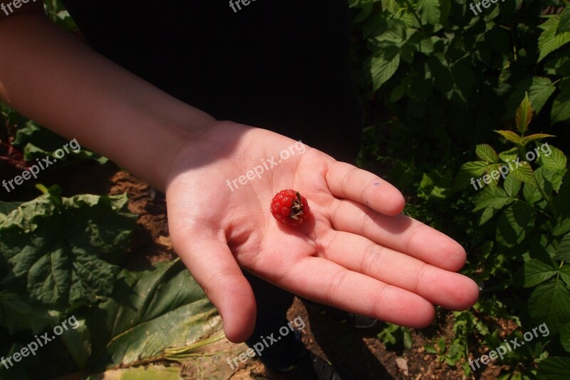 Hand Raspberry Summer Garden Picking