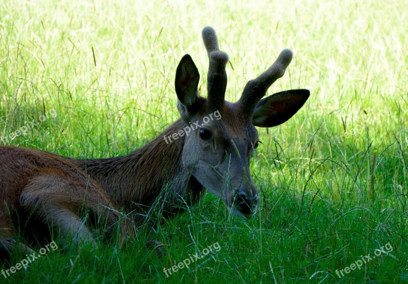 Hirsch Red Deer Wild Forest Forest Animal