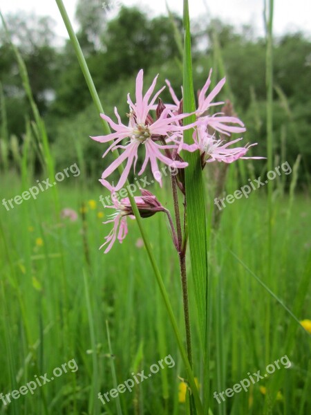 Lychnis Flos-cuculi Ragged-robin Wildflower Flora Inflorescence