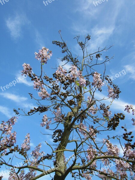 Paulownia Tomentosa Empress Tree Princess Tree Foxglove Tree Tree