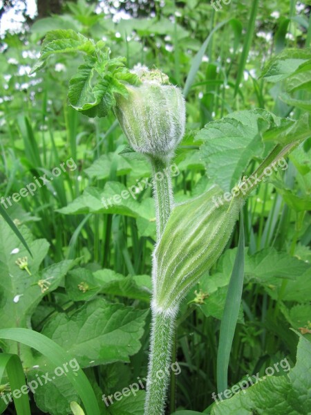 Heracleum Sphondylium Eltrot Hogweed Common Hogweed Wildflower