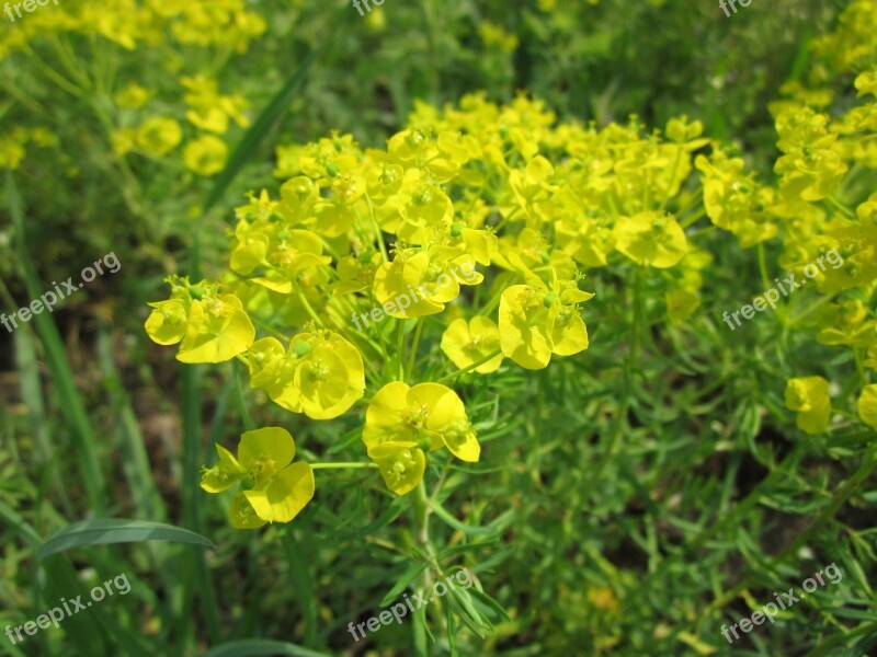 Euphorbia Cyparissias Cypress Spurge Wildflower Flora Botany