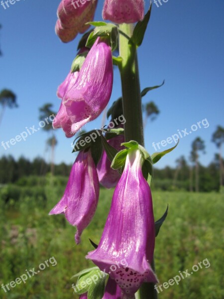 Digitalis Purpurea Foxglove Common Foxglove Purple Foxglove Lady's Glove