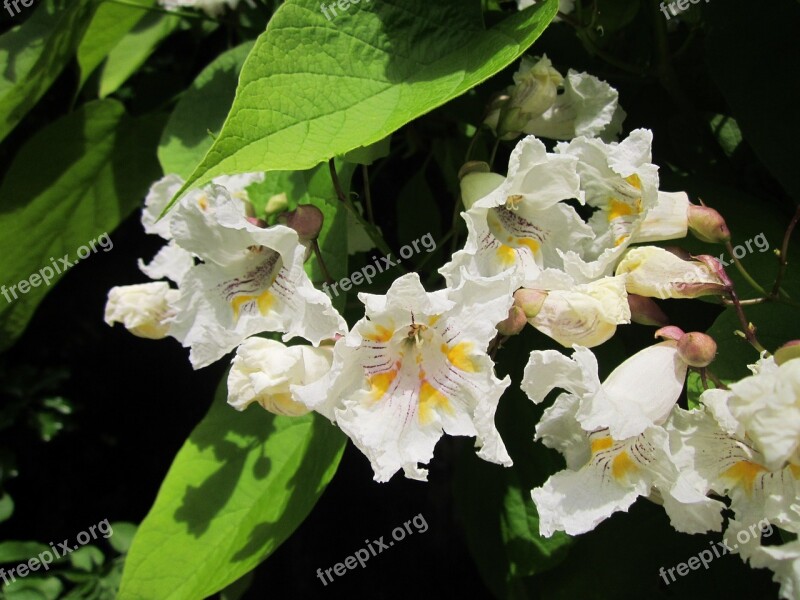 Catalpa Bignonioides Southern Catalpa Cigar Tree Indian Bean Tree Inflorescence