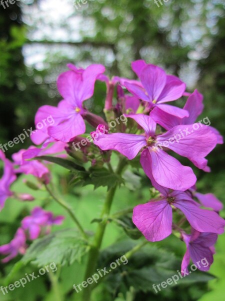 Lunaria Annua Honesty Annual Honesty Wildflower Plant