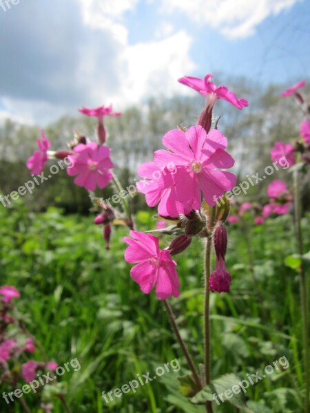 Silene Dioica Red Campion Wildflower Flora Pink