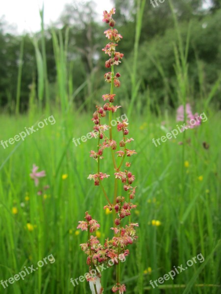 Rumex Acetosella Sheep's Sorrel Red Sorrel Sour Weed Field Sorrel