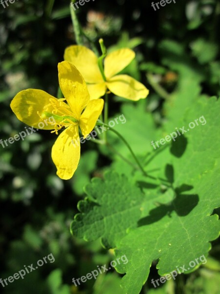 Chelidonium Majus Greater Celandine Tetterwort Nipplewort Swallowwort