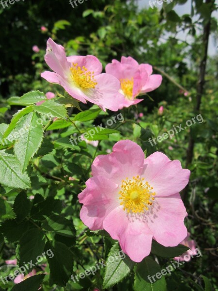 Rosa Canina Dog-rose Shrub Wildflower Blossom