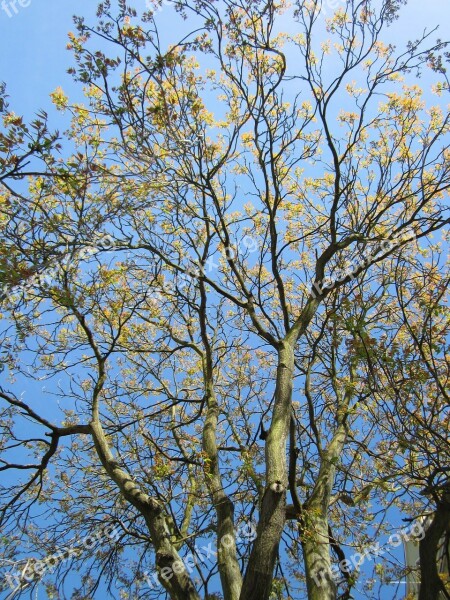 Ailanthus Altissima Tree Of Heaven Ailanthus Tree Plant