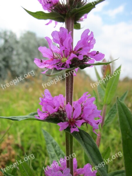 Lythrum Salicaria Purple Loosestrife Spiked Loosestrife Purple Lythrum Wildflower