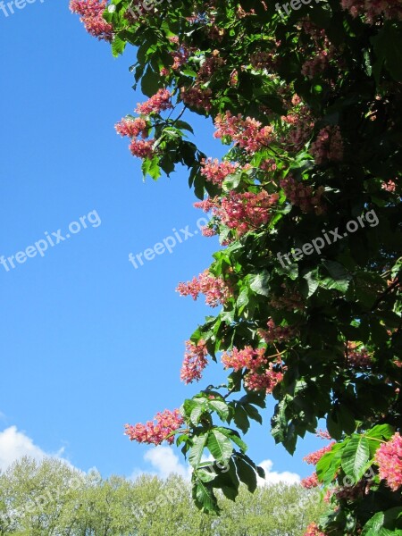 Aesculus Carnea Red Horse-chestnut Tree Flora Inflorescence