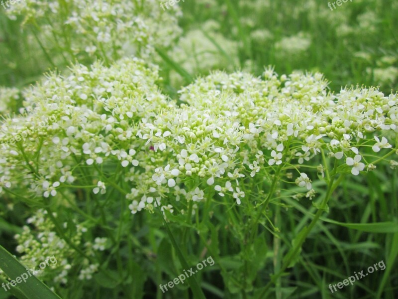 Lepidium Draba Whitetop Hoary Cress Wildflower Flora