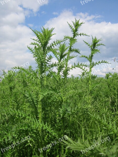 Carduus Acanthoides Spiny Plumeless Thistle Welted Thistle Plumeless Thistle Wildflower