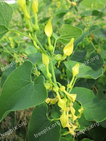 Aristolochia Clematitis Birthwort European Birthwort Wildflower Flora