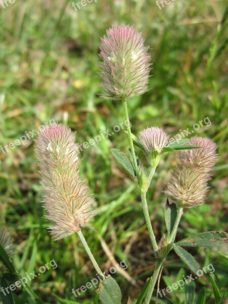 Trifolium Arvense Haresfoot Clover Rabbitfoot Clover Stone Clover Hare's-foot Clover