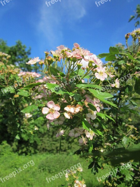 Crataegus Monogyna Common Hawthorn Single-seeded Hawthorn May Mayblossom