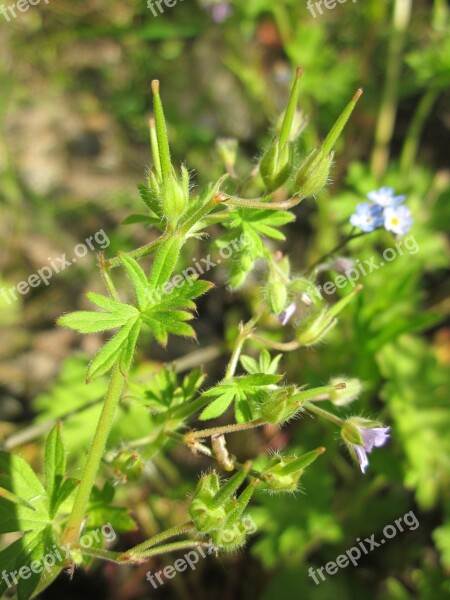 Geranium Pusillum Small-flowered Cranesbill Small Geranium Wildflower Flora