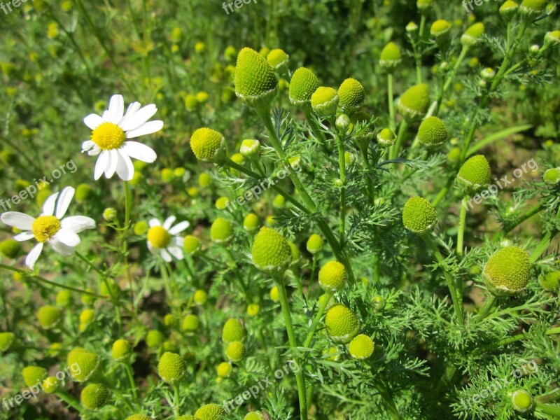 Matricaria Discoidea Pineappleweed Wild Chamomile Disc Mayweed Wildflower