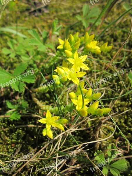 Sedum Acre Goldmoss Stonecrop Mossy Stonecrop Goldmoss Sedum Biting Stonecrop