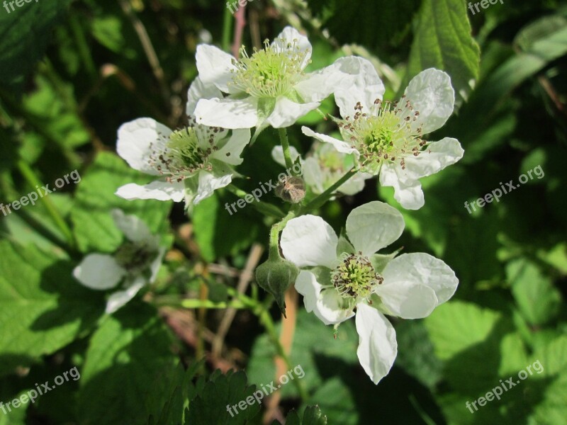 Bramble Blackberry Shrub Bush Plant