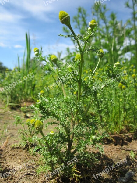 Matricaria Discoidea Pineappleweed Wild Chamomile Disc Mayweed Wildflower