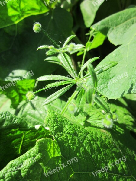 Galium Aparine Cleavers Clivers Goosegrass Catchweed