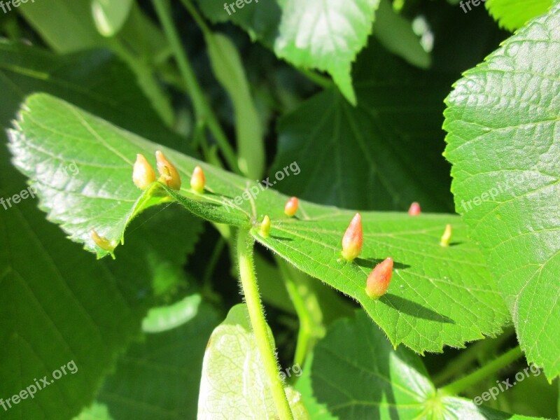 Tilia Cordata Small-leaved Lime Small-leaved Linden Little-leaved Linden Galls