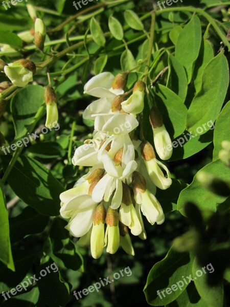 Robinia Pseudoacacia Black Locust False Acacia Tree Flora