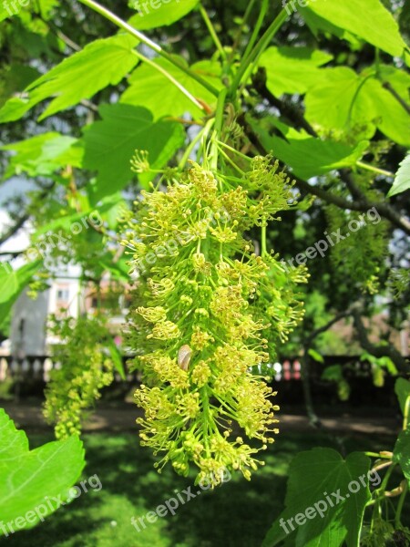 Acer Pseudoplatanus Sycamore Sycamore Maple Tree Flora