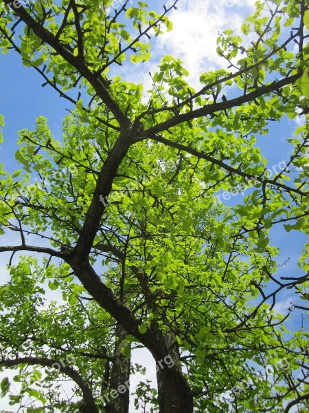 Ginkgo Biloba Ginko Maidenhair Tree Tree Branches