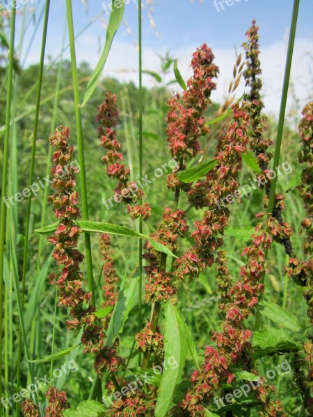 Rumex Obtusifolius Broad-leaved Dock Bitter Dock Bluntleaf Dock Dock Leaf