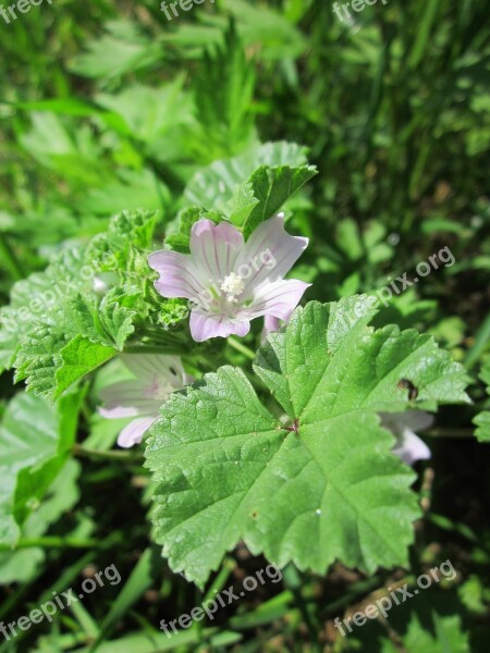 Malva Neglecta Common Mallow Wildflower Flora Botany