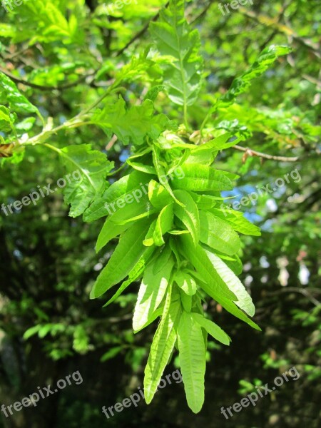 Carpinus Betulus European Hornbeam Common Hornbeam Tree Flora