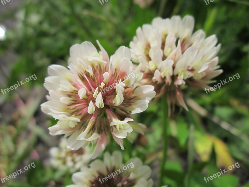 Trifolium Repens White Clover Dutch Clover Wildflower Flora