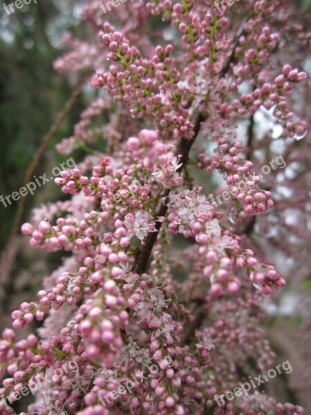 Tamrix Tamarisk Salt Ceddar Tree Shrub