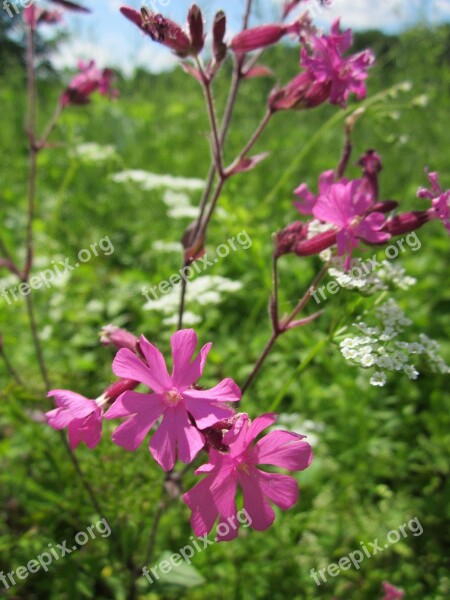 Silene Dioica Red Campion Wildflower Flora Blossom