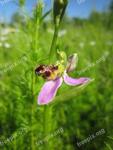 Ophrys Apifera Bee Orchid Ophrys Wildflower Flora