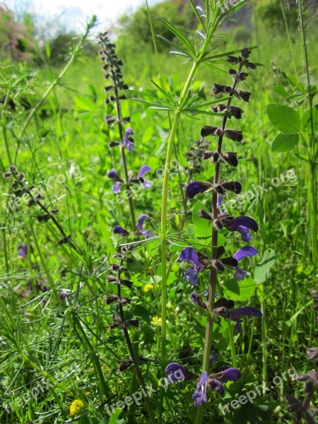 Salvia Pratensis Meadow Clary Meadow Sage Herb Spice