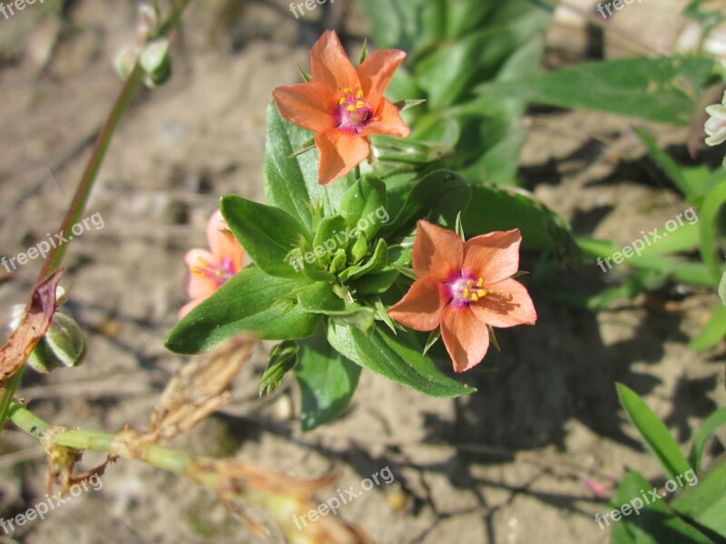 Lysimachia Arvensis Red Pimpernel Red Chickweed Poorman's Barometer Poor Man's Weather-glass