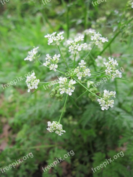 Anthriscus Sylvestris Cow Parsley Wild Chervil Wild Beaked Parsley Keck