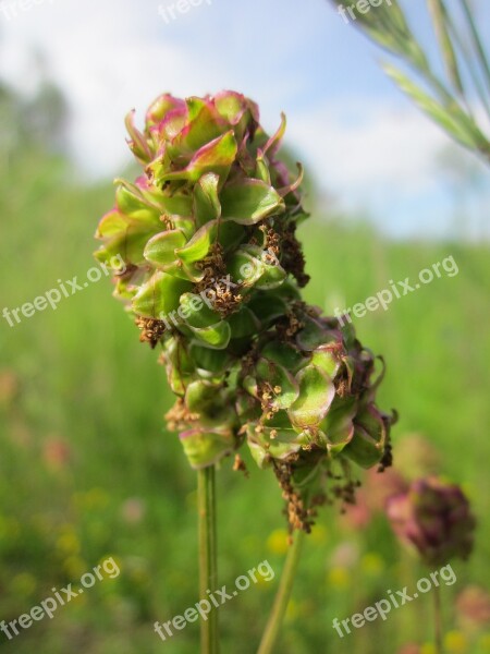 Sanguisorba Minor Salad Burnet Garden Burnet Small Burnet Burnet